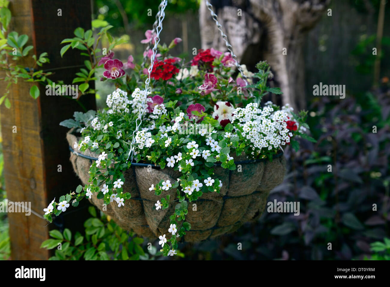 hanging basket red white tender annual annuals plants planting scheme bacopa geranium Stock Photo