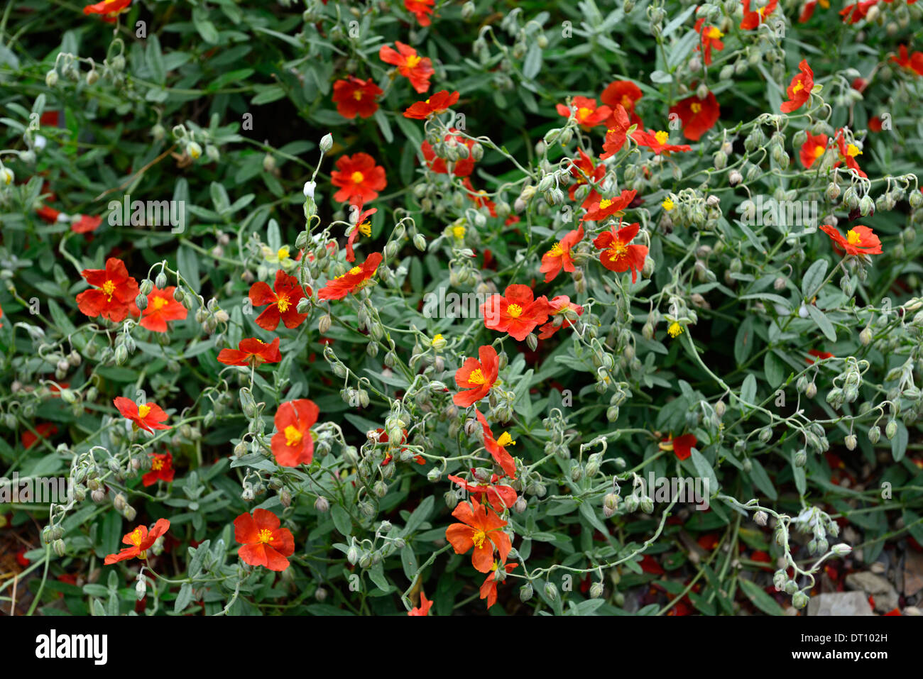 helianthemum nummularium beech park scarlet Common Rockrose red orange flowers flower flowering perennial Stock Photo