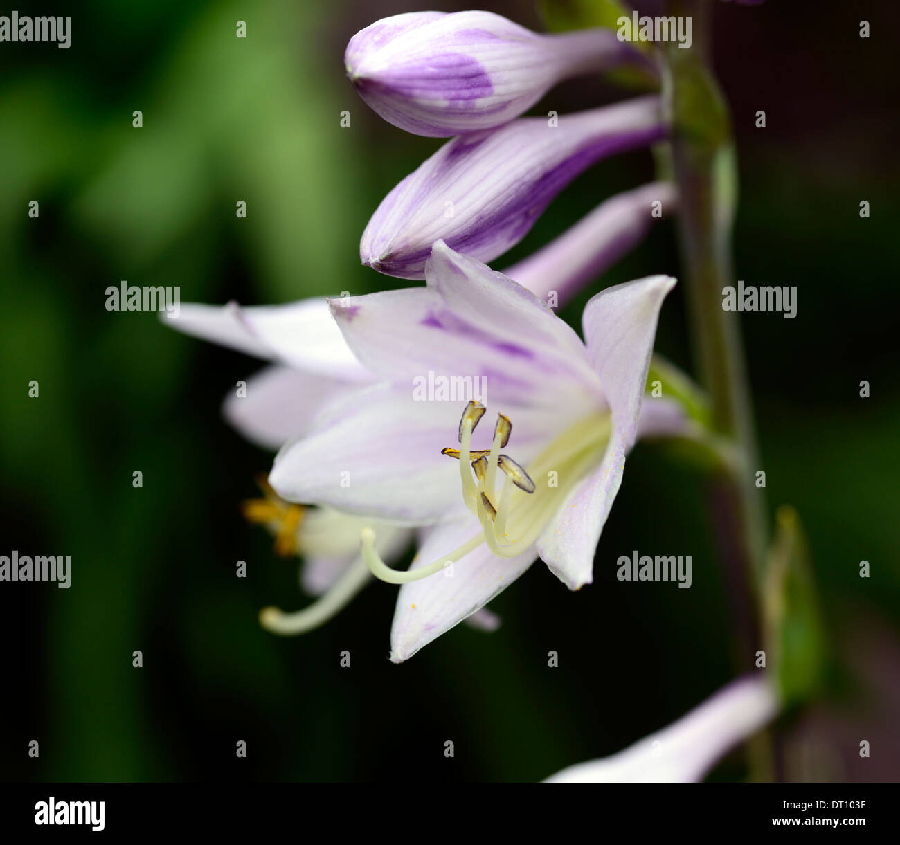 hosta fortunei flower flowers flowering shade shaded shady loving plant