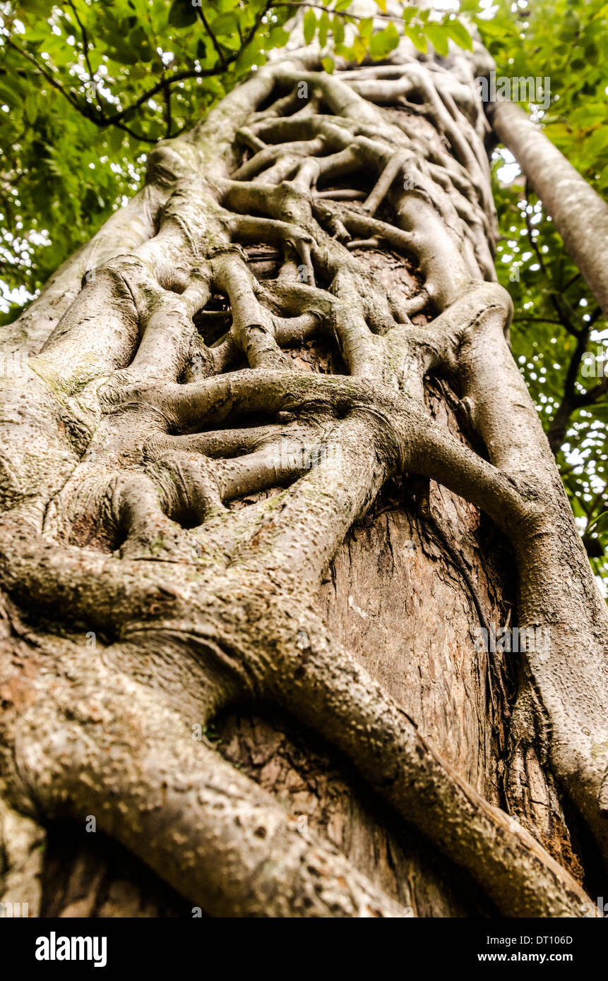 Strangler Fig tree, Eungella national park Stock Photo