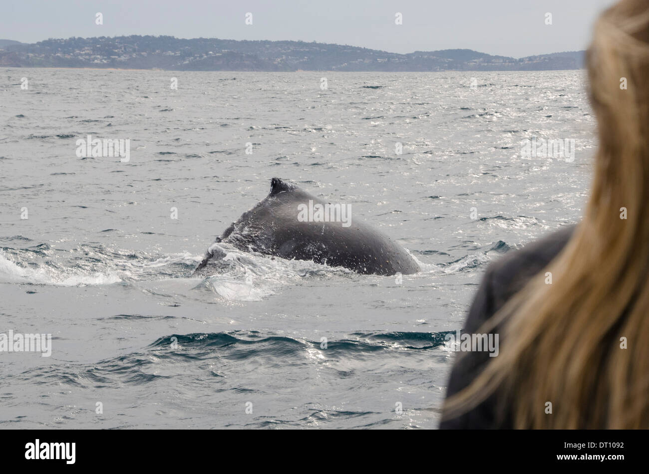 Whale sydney harbour hi-res stock photography and images - Alamy