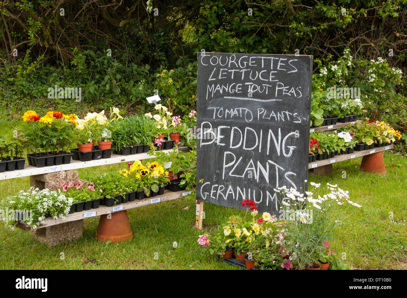 Home grown plants for sale at roadside Stock Photo - Alamy