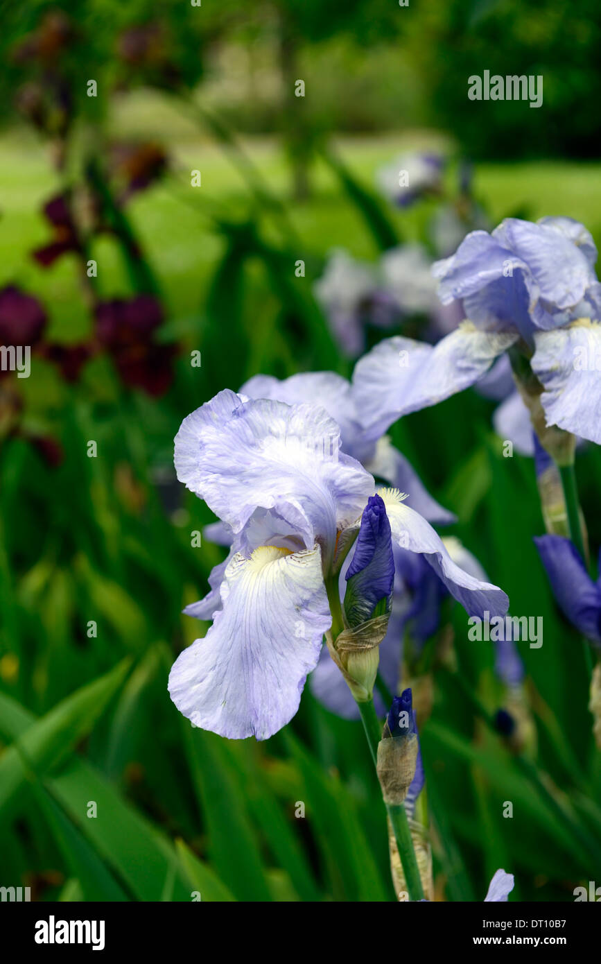 iris jane phillips Bearded Iris germanica German Iris Rhizomatous flax