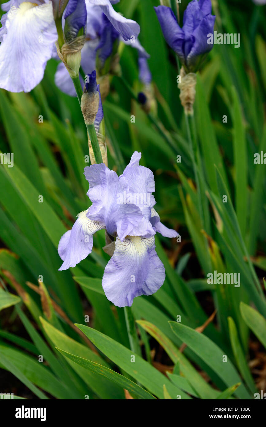 iris jane phillips Bearded Iris germanica German Iris Rhizomatous flaxblue delicate colour