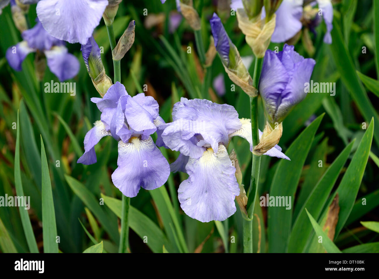 iris jane phillips Bearded Iris germanica German Iris Rhizomatous flax