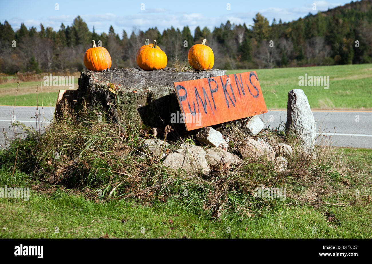Roadside stand selling pumpkins, Errol area, New Hampshire Stock Photo