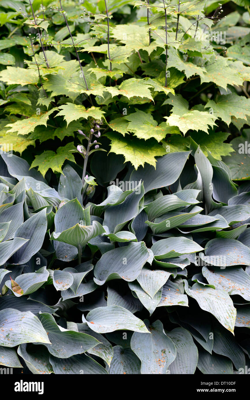 kirengeshoma palmata hosta green leaves foliage mix mixed plating scheme Stock Photo