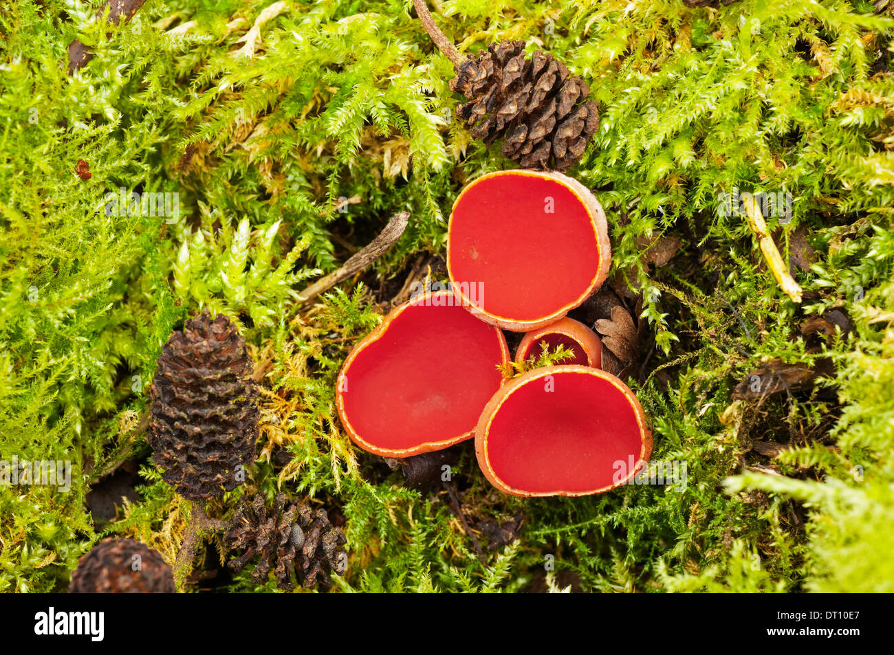 Scarlet elf cup, Sarcoscypha coccinea, February. Stock Photo
