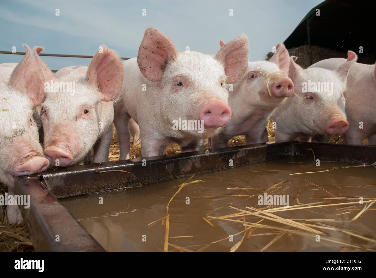 Weaner pigs at drinking trough Stock Photo Alamy
