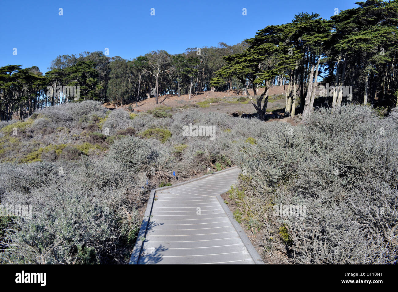 Lobos Creek Dunes, San Francisco Stock Photo