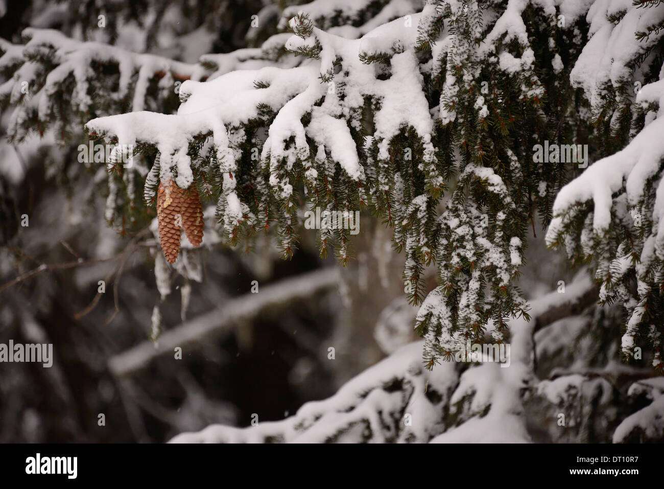 Pine tree branch with its pine cones Stock Photo - Alamy