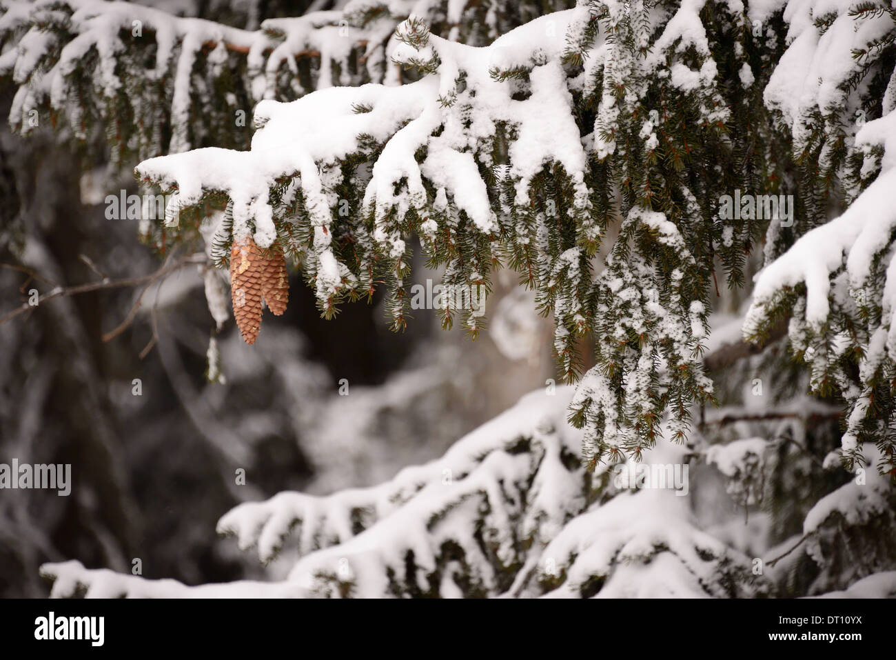 Pine tree branch with its pine cones Stock Photo - Alamy