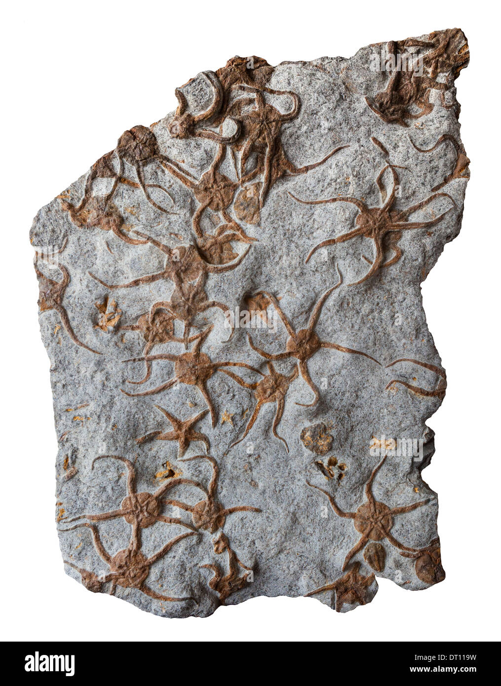 many fossilized brittle starfish Stock Photo