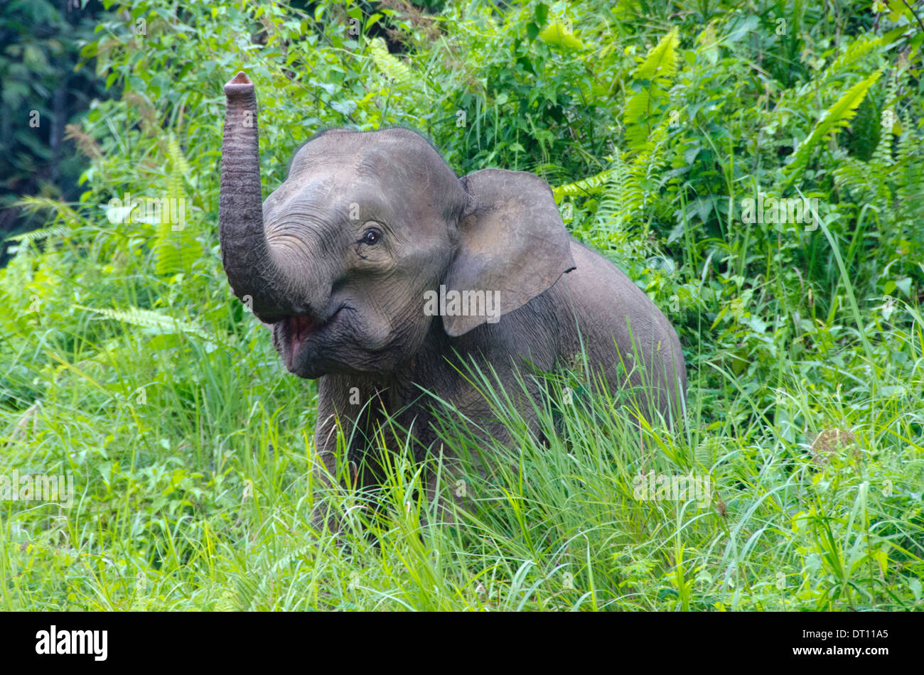 Borneo Pygmy Elephant, Elephas maximus, Individual portrait in tall grass, Danum Valley, Sabah, East Malaysia, Borneo Stock Photo