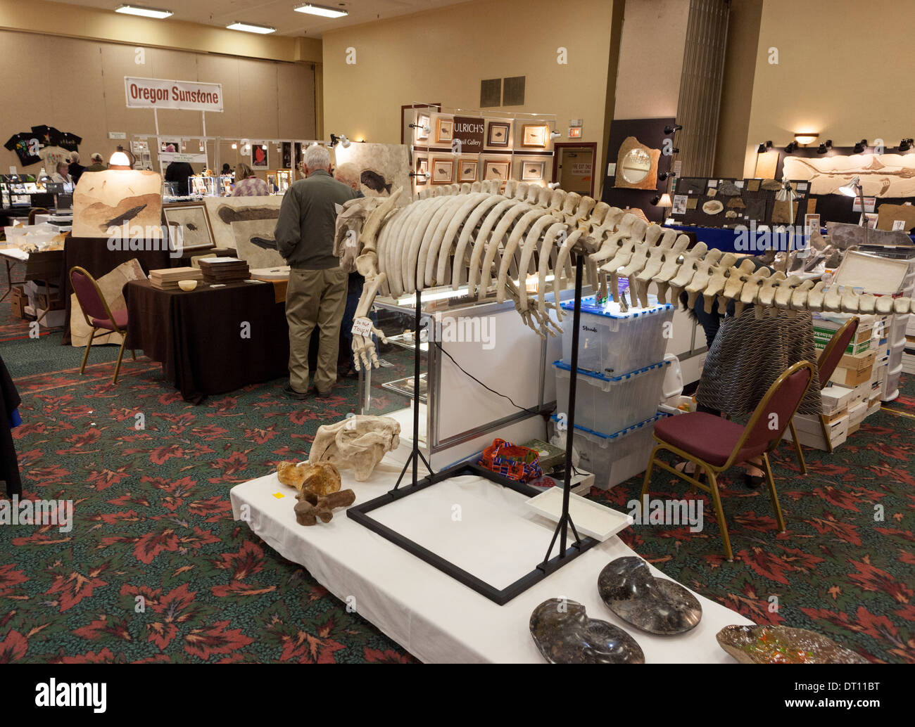 Displays of fossils, skeletons, gems, minerals rocks, crystals, and