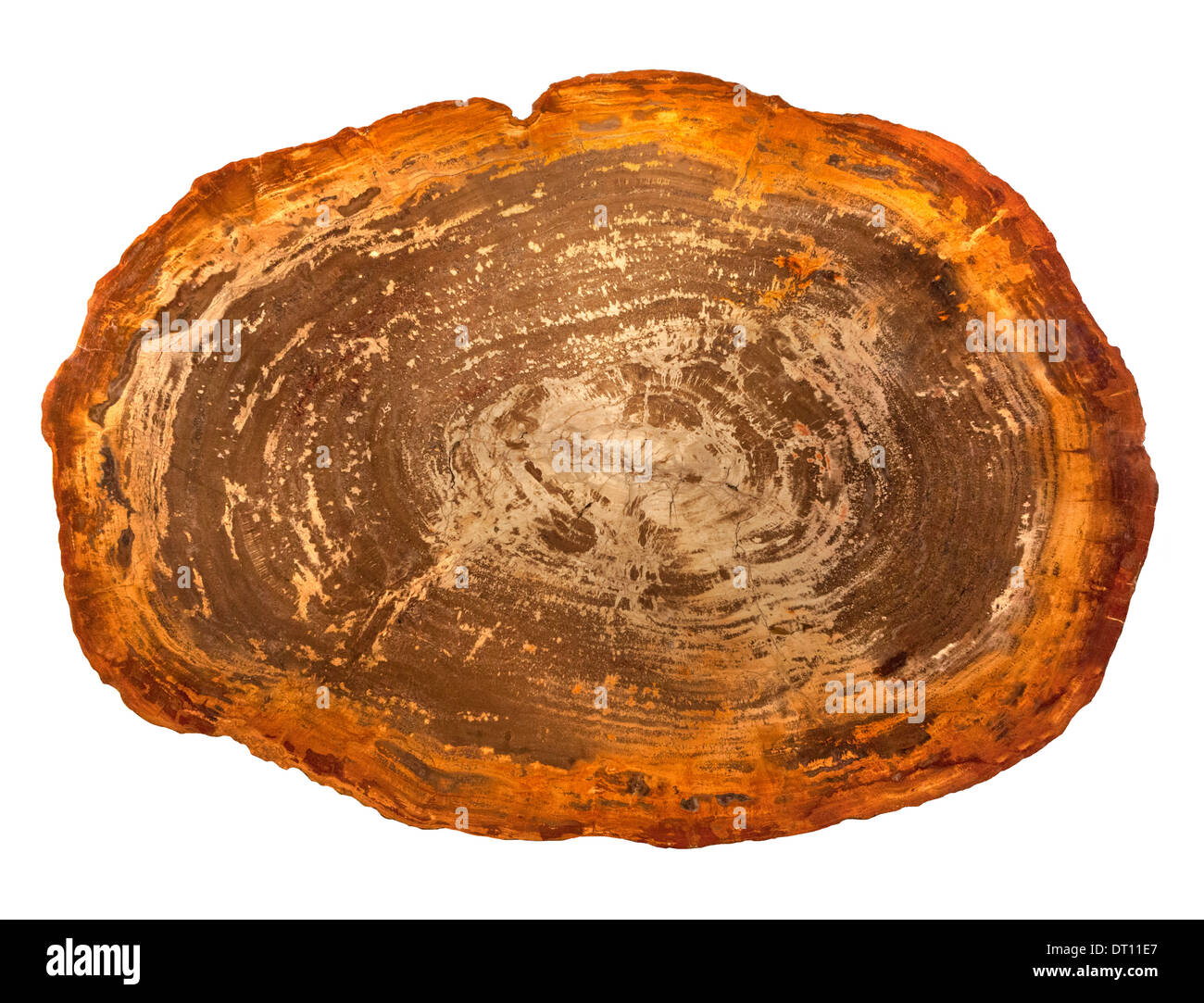 sliced and polished petrified wood. Stock Photo