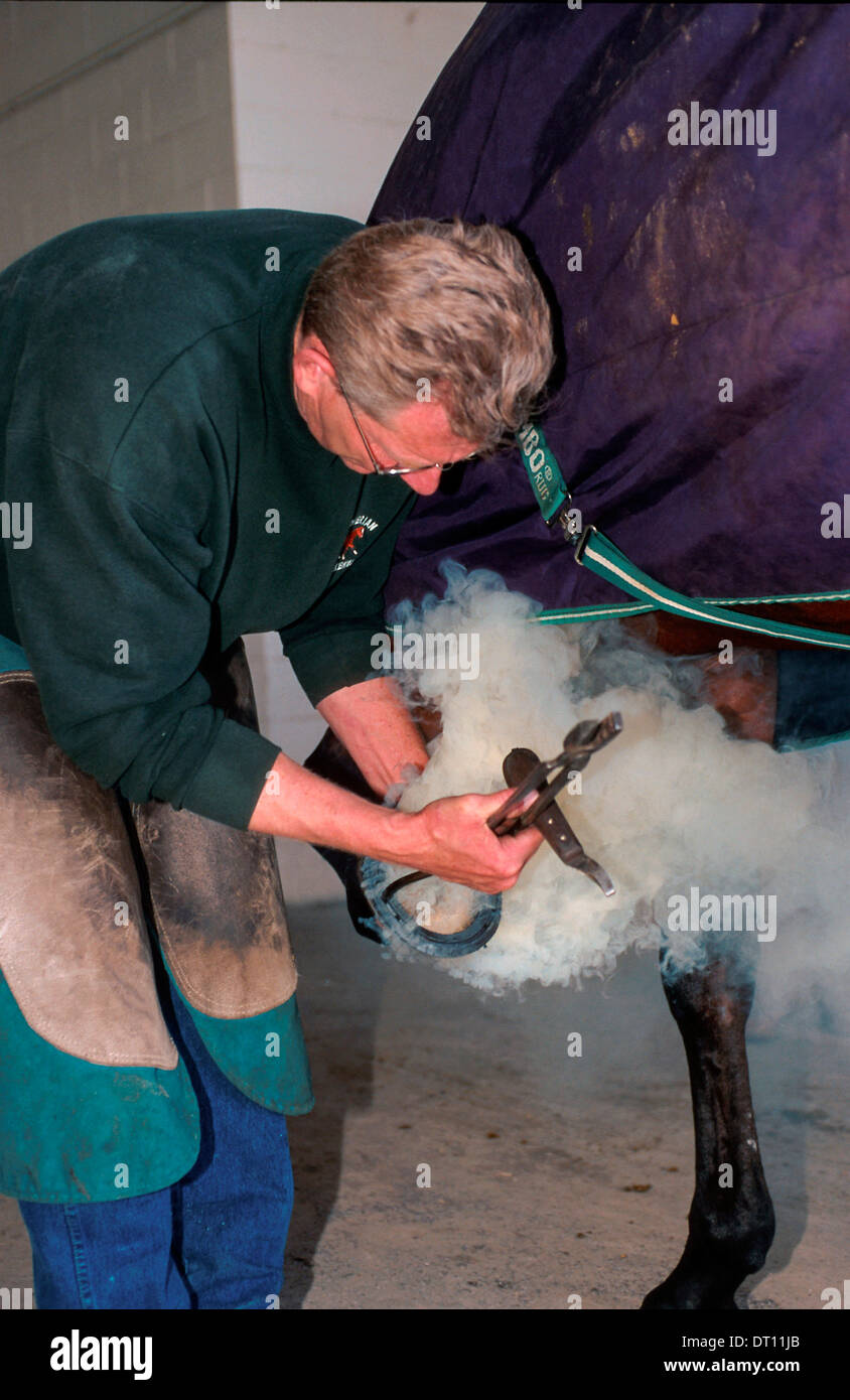Applying a hot horseshoe to a horses hoof Stock Photo Alamy