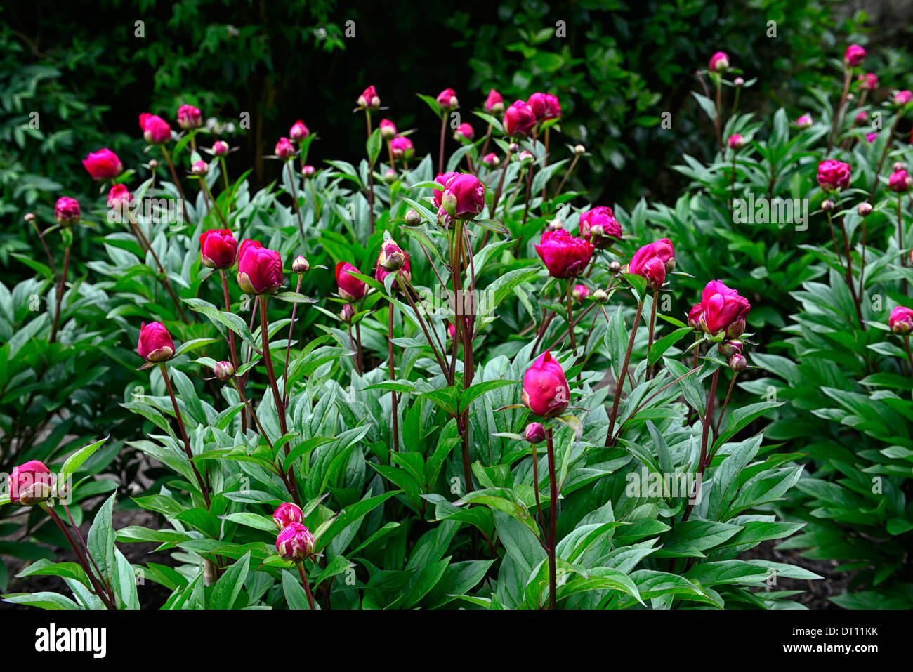 paeonia officinalis rubra plena peony peonies pink red flower flowers  perennial bed border Stock Photo - Alamy