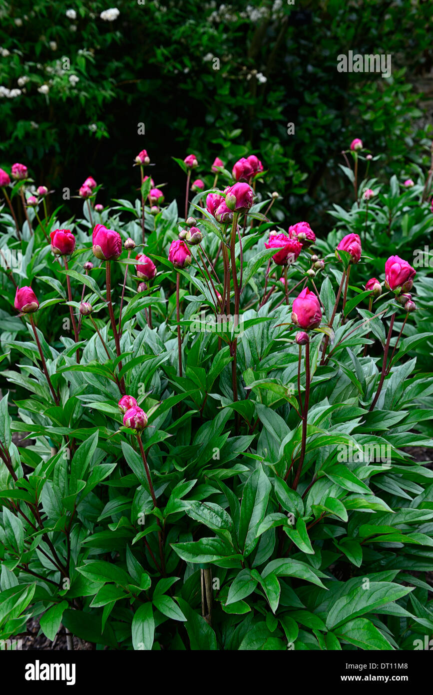 paeonia officinalis rubra plena peony peonies pink red flower flowers perennial bed border Stock Photo