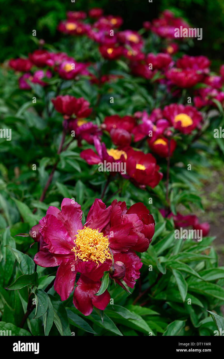 paeonia officinalis sabinei sabini peony peonies red flower flowers perennial bed border Stock Photo
