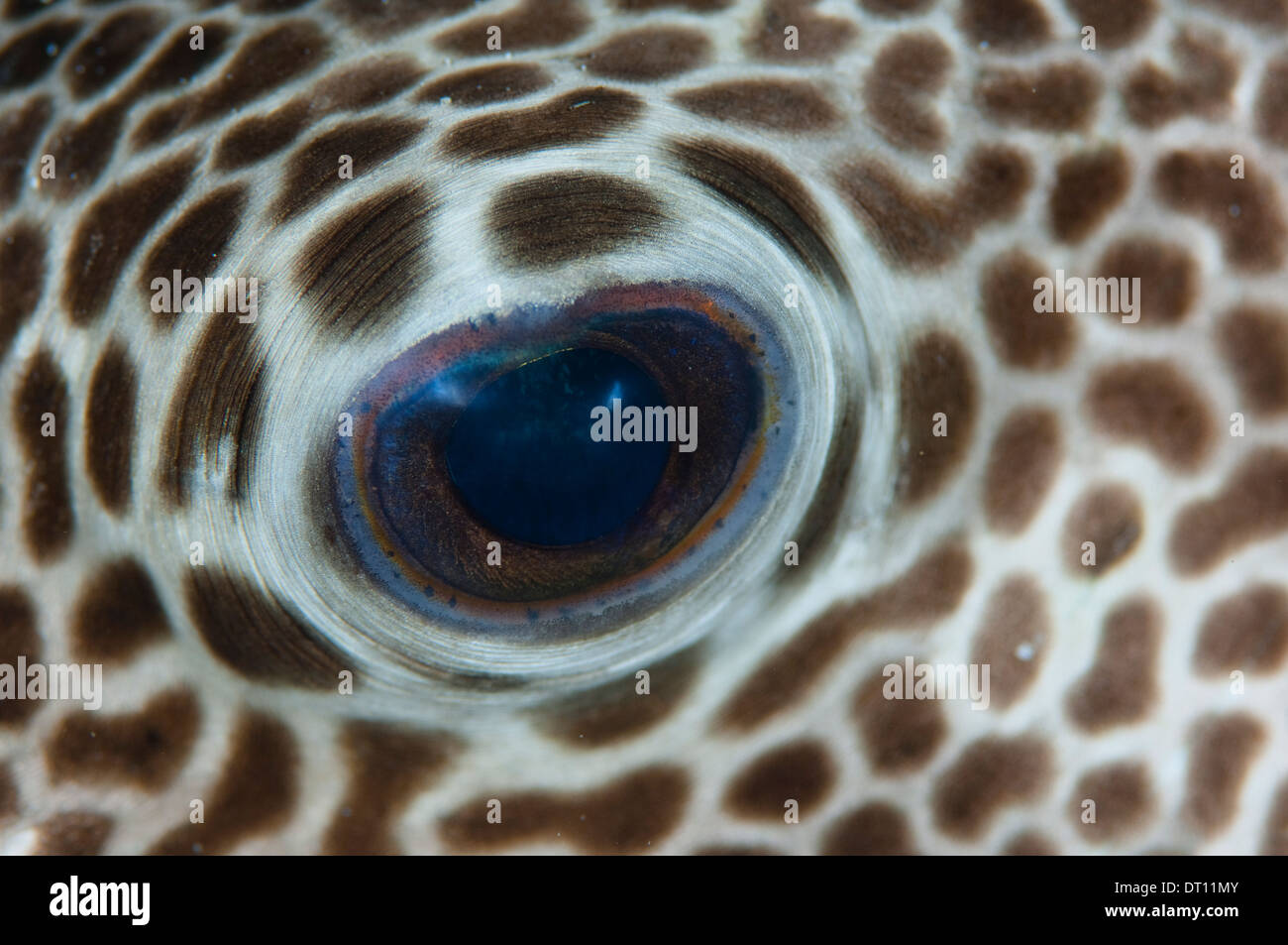 Starry Pufferfish, Arothron stellatus, full frame close up of eye detail, Halmahera, Maluku Islands, Indonesia Stock Photo