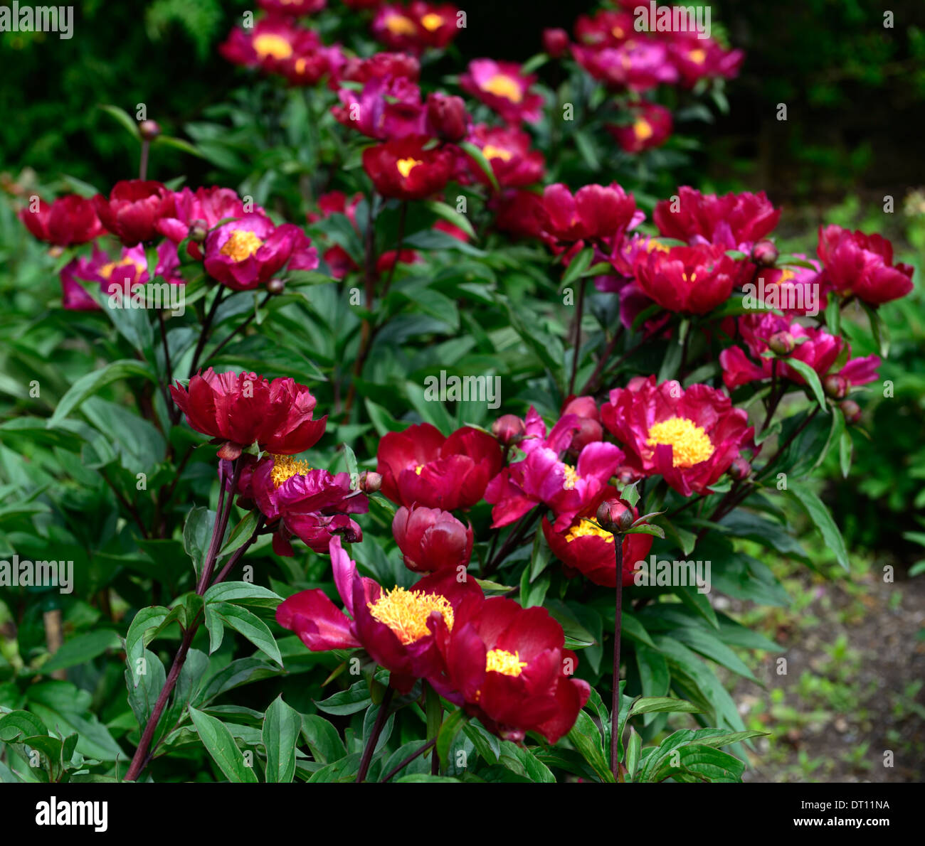 paeonia officinalis sabinei sabini peony peonies red flower flowers perennial bed border Stock Photo