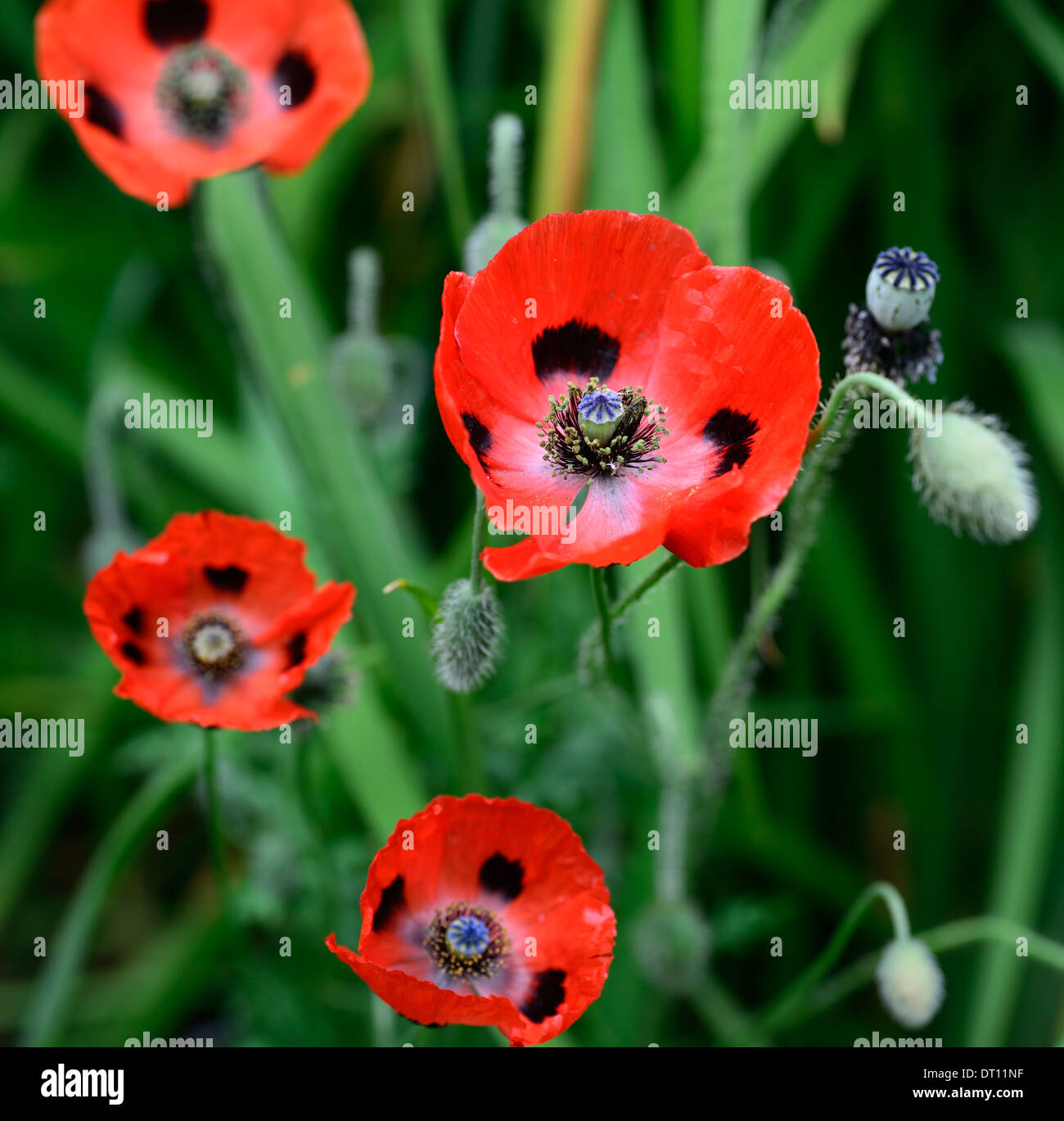 Papaver commutatum Ladybird,oriental poppy,red black spotted flowers,flowering,blooms,annual poppy,poppies,seedpods,seedheads,RM Floral Stock Photo