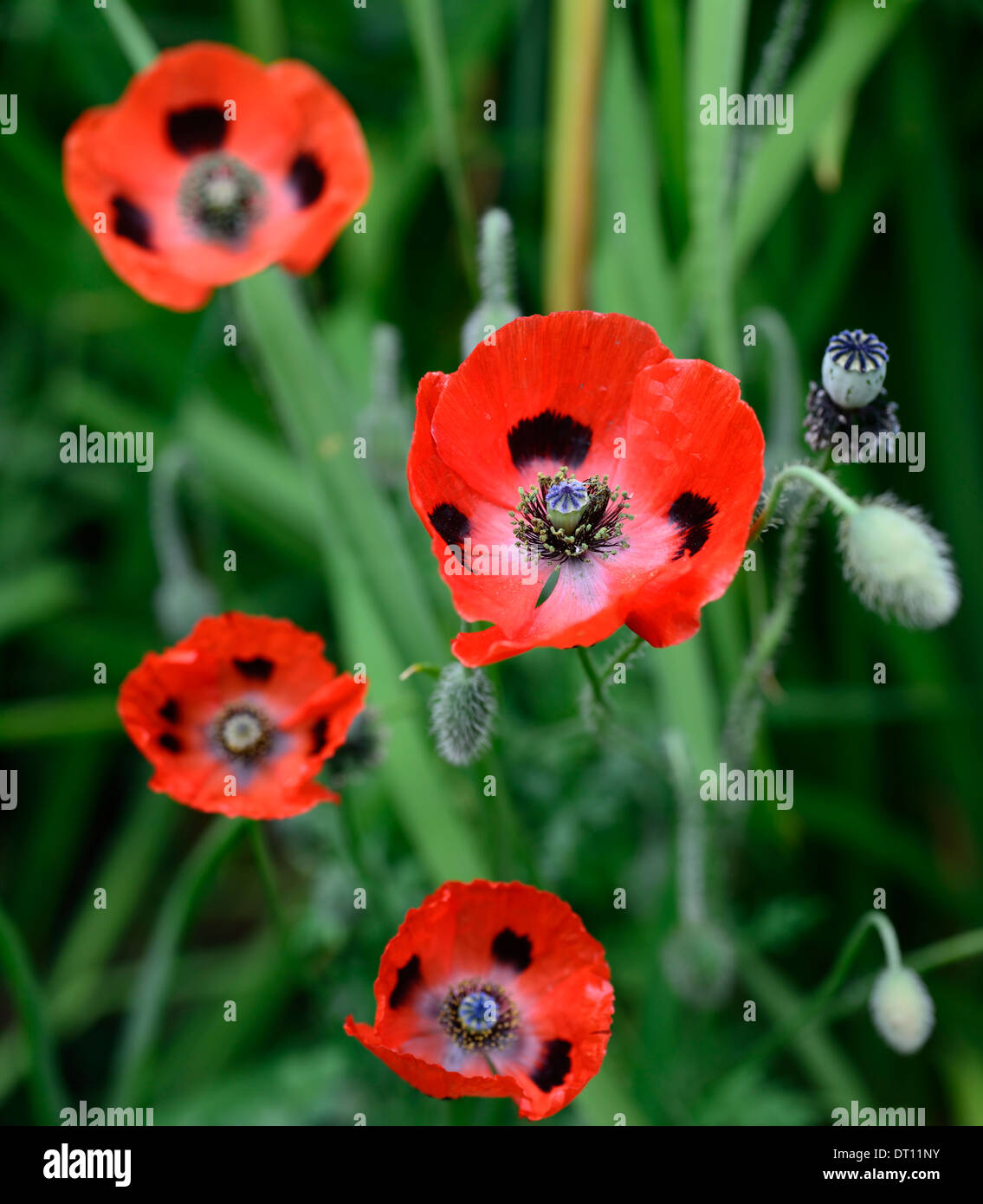 Papaver commutatum Ladybird,oriental poppy,red black spotted flowers,flowering,blooms,annual poppy,poppies,seedpods,seedheads,RM Floral Stock Photo