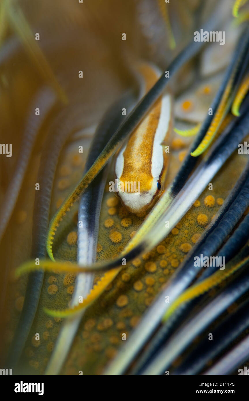 Crinoid Clingfish, Discotrema crinophila, hiding within crinoid, Halmahera, Maluku Islands, Indonesia Stock Photo