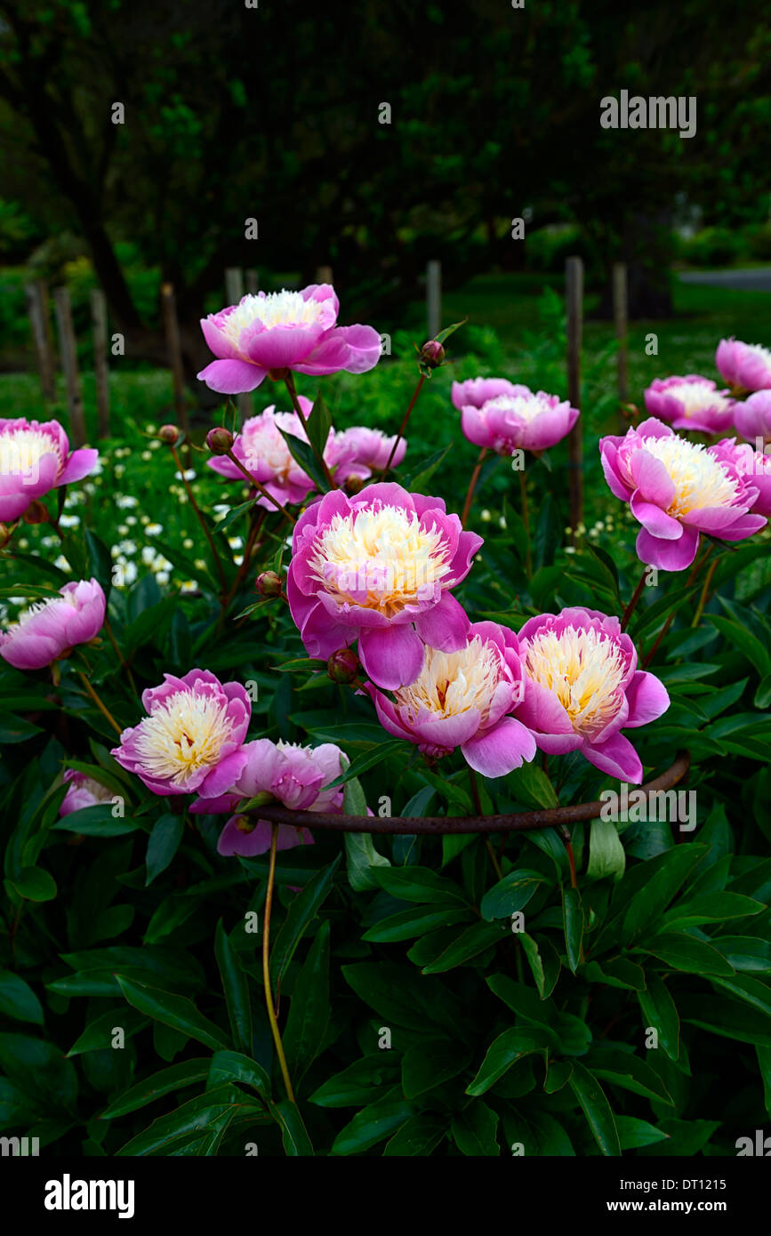 paeonia lactiflora bowl of beauty peonies peony pink white flower flowers  perennial herbaceous bed border Stock Photo - Alamy