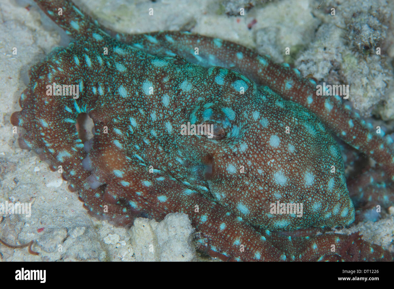 Starry Night Octopus, Octopus luteus, Individual on sand bootom, Halmahera, Maluku Islands, Indonesia Stock Photo