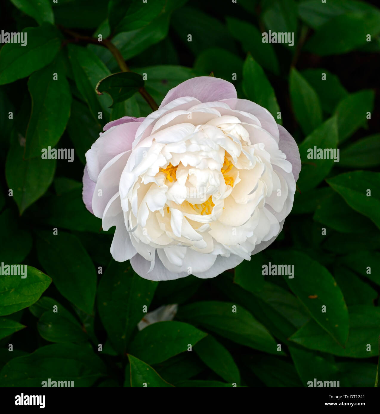 paeonia lactiflora whitley major peonies peony white flower flowers perennial herbaceous Stock Photo