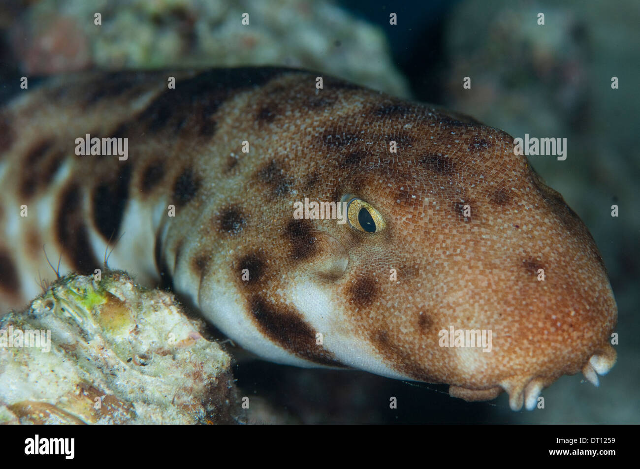 Walking Shark, Hemiscyllium galei, Clsoe up of individual head, Halmahera, Maluku Islands, Indonesia Stock Photo