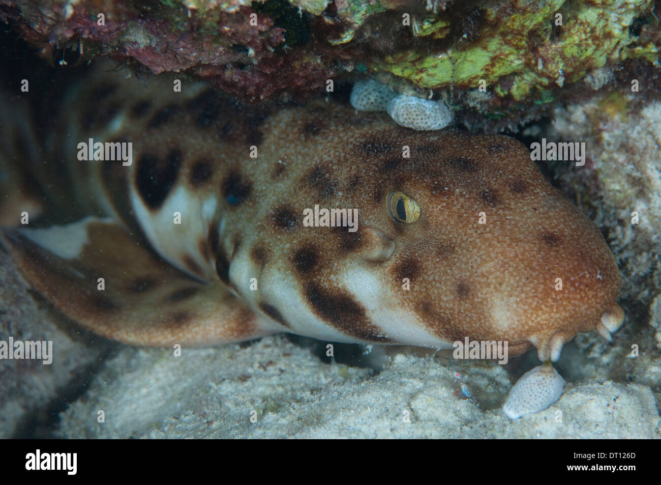 Walking Shark, Hemiscyllium galei, Close up individual under rock, Halmahera, Maluku Islands, Indonesia Stock Photo