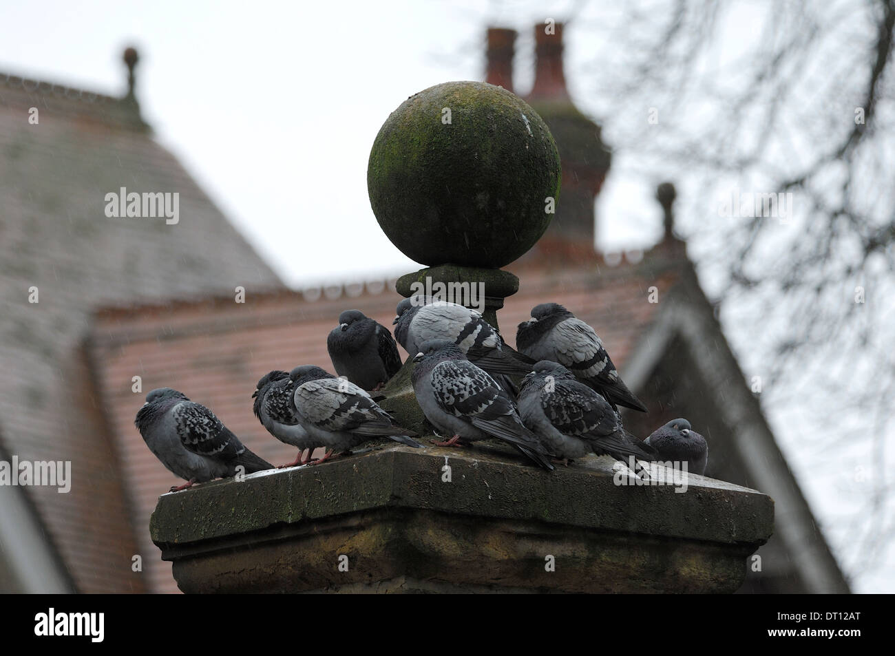 Pigeons braving the rain on top of a park gate post Stock Photo