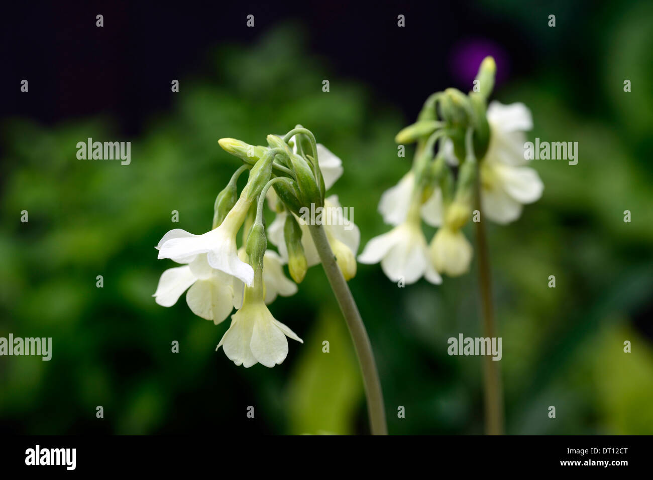 primula alpicola luna white cream primulas primrose flower flowering flowers perennials plants scented fragrant Stock Photo