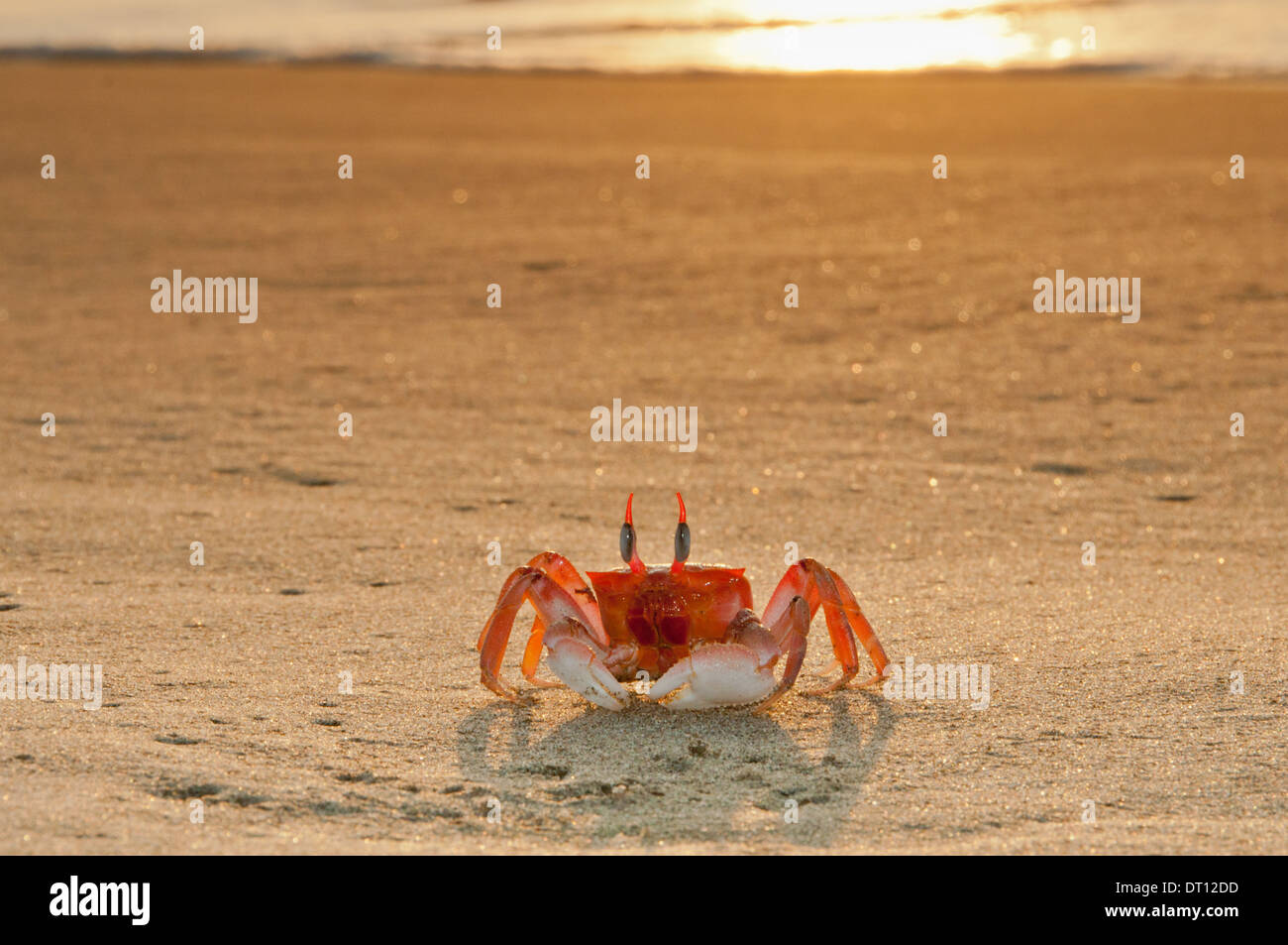 Pacific Ghost Crab with tall eye stalks staring on sunset beach at Punta Sal in Tumbes near Mancora in the north of Peru Stock Photo
