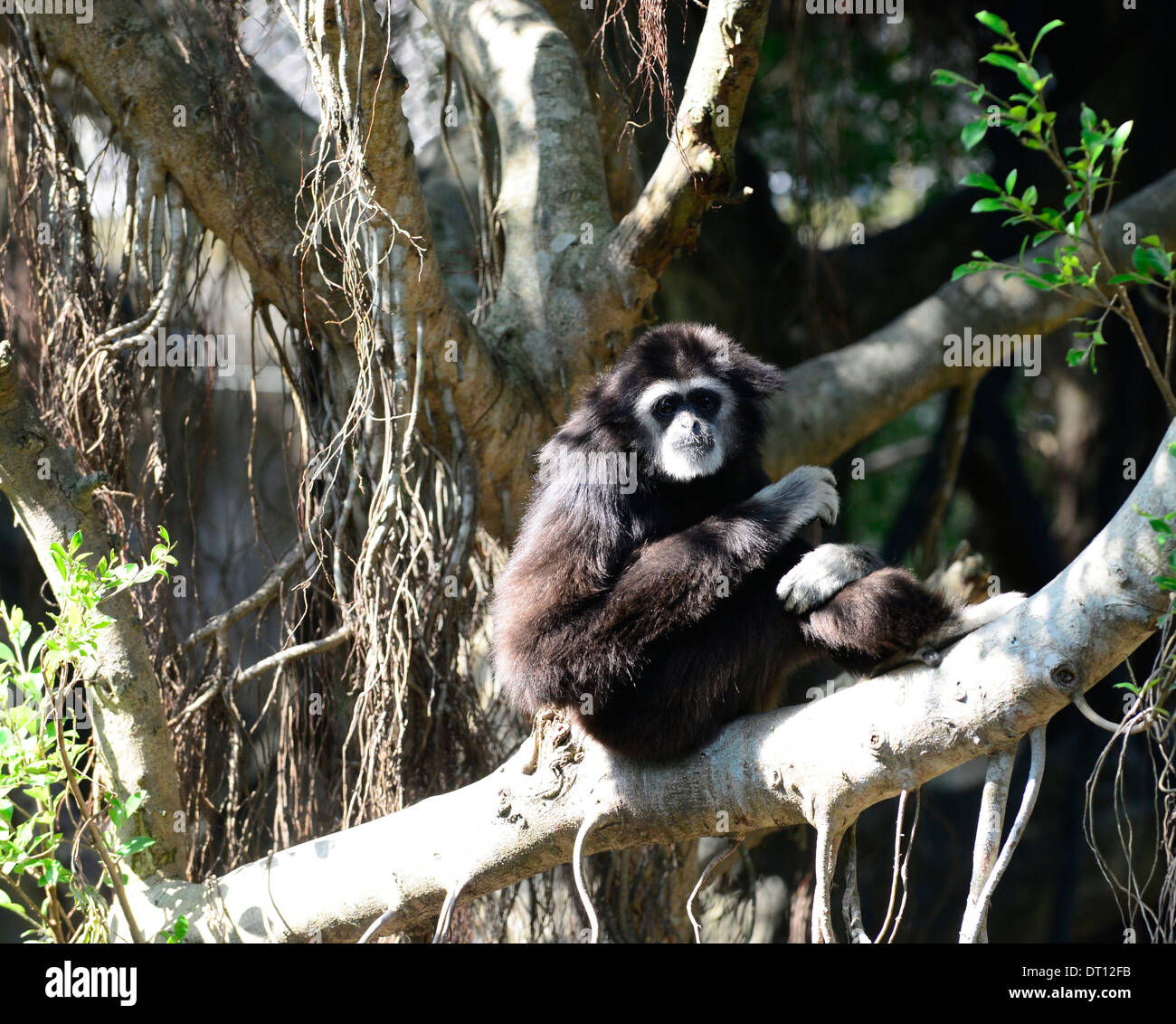 The White Handed Gibbon ( Lar Gibbon ). Stock Photo