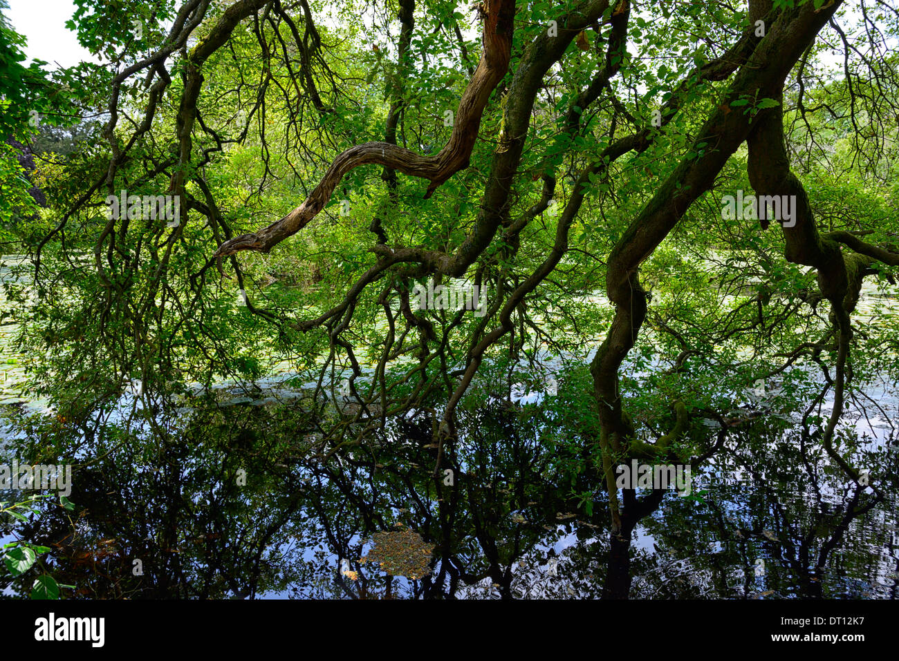 quercus x hispanica Lucombeana Lucombe Oak tree branches hang hanging over pond lake aquatic shelter Stock Photo