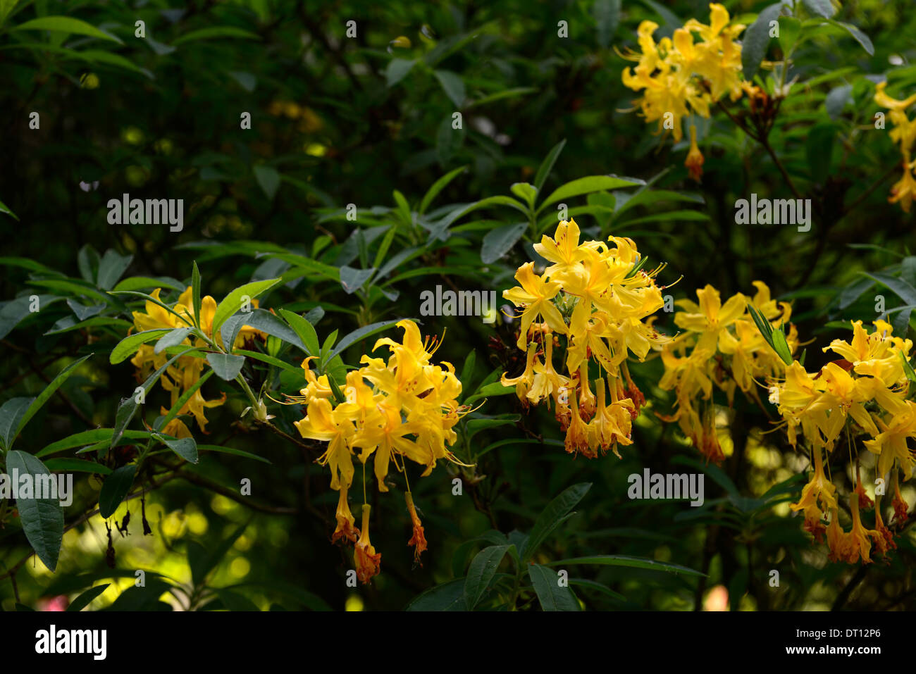 rhododendron luteum yellow azalea pontica rhododendrons shrubs yellow flowers flowering ericaceous tree shrub Stock Photo