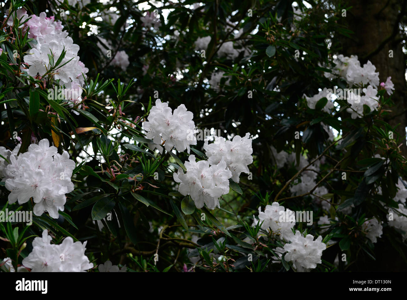 rhododendron white pearl flower flower flowering bloom tree Stock Photo