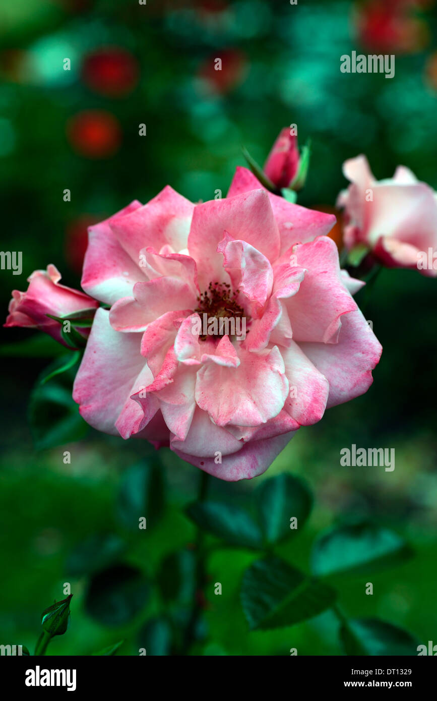 rosa anna livia Kormetter floribunda rose roses flower flowering pink perennial Stock Photo