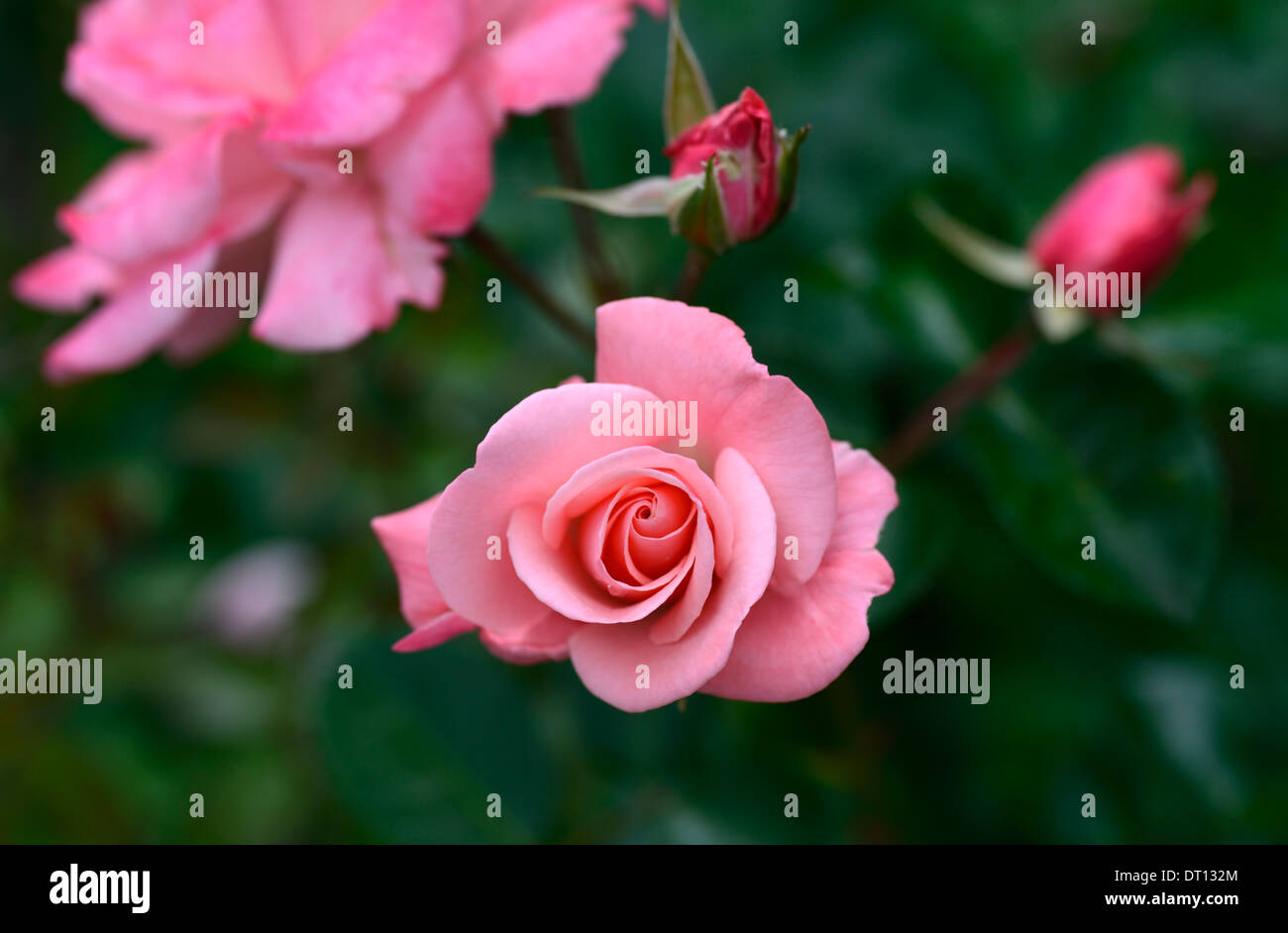 rosa anna livia Kormetter floribunda rose roses flower flowering pink perennial Stock Photo