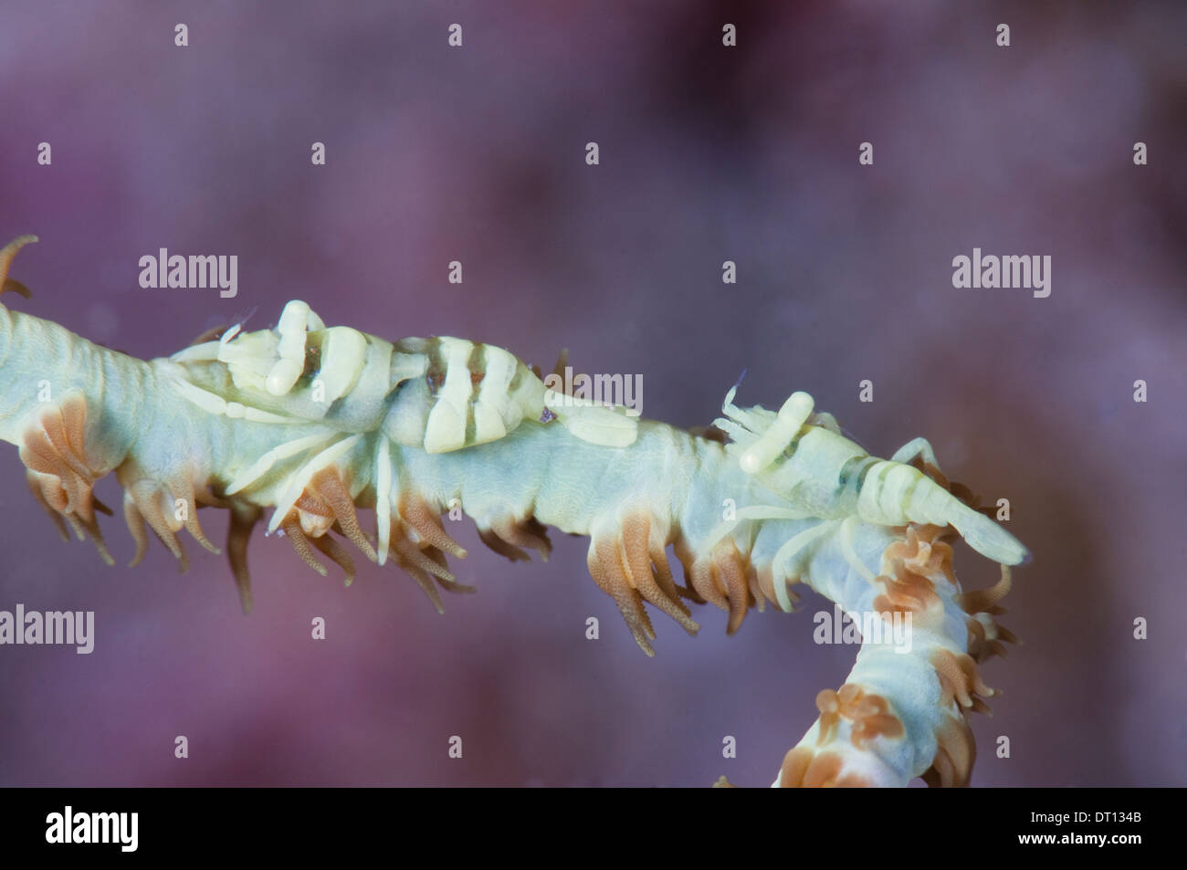 A commnesal shrimp, Dasycaris zanzibarica, on its host whip coral. Tafaga, Moti Island, Halmahera, Maluku Islands, Indonesia Stock Photo