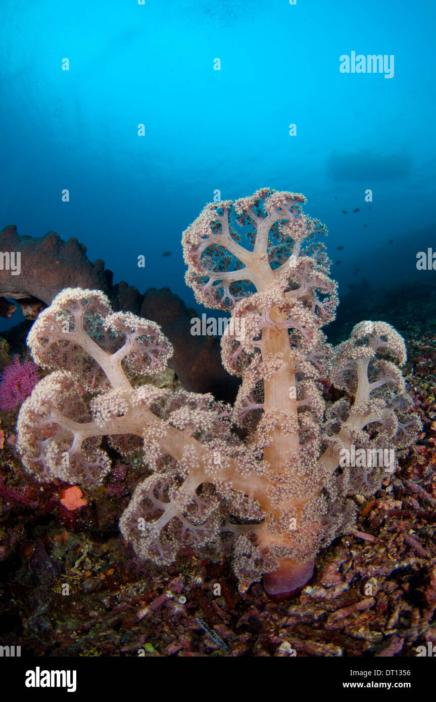 Umbellate Tree Coral, Dendronephthya Sp., Growth on destroyed coral, Tafaga, Moti Island, Halmahera, Maluku Islands, Indonesia Stock Photo