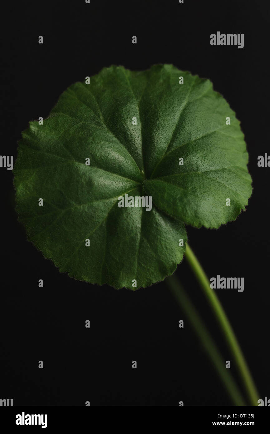 Green leaf close up isolated on black Stock Photo