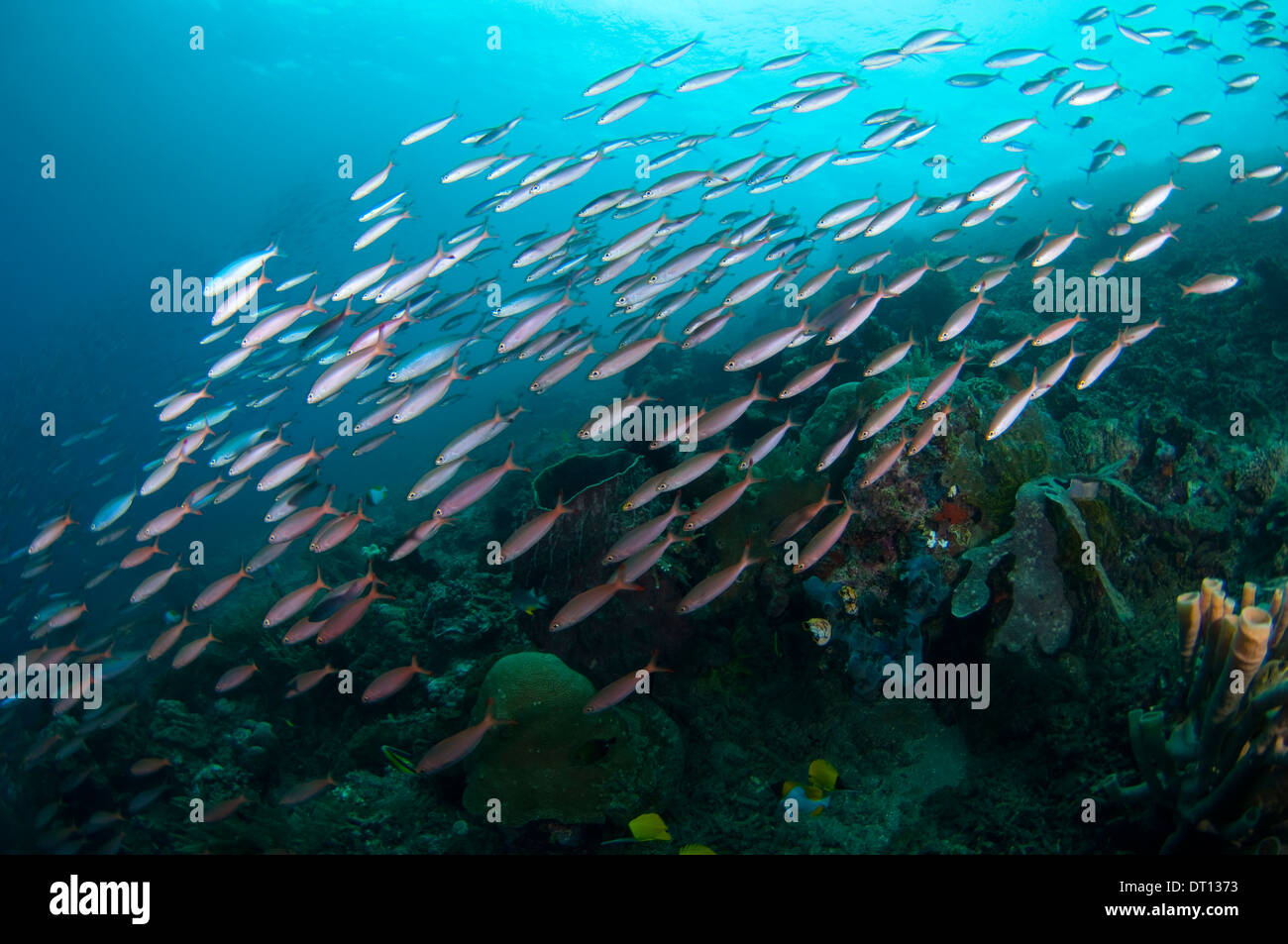 Fusilier School, mixed group travelling over reef, Jeti Kota, Moti Island, Halmahera, Maluku Islands, Indonesia Stock Photo