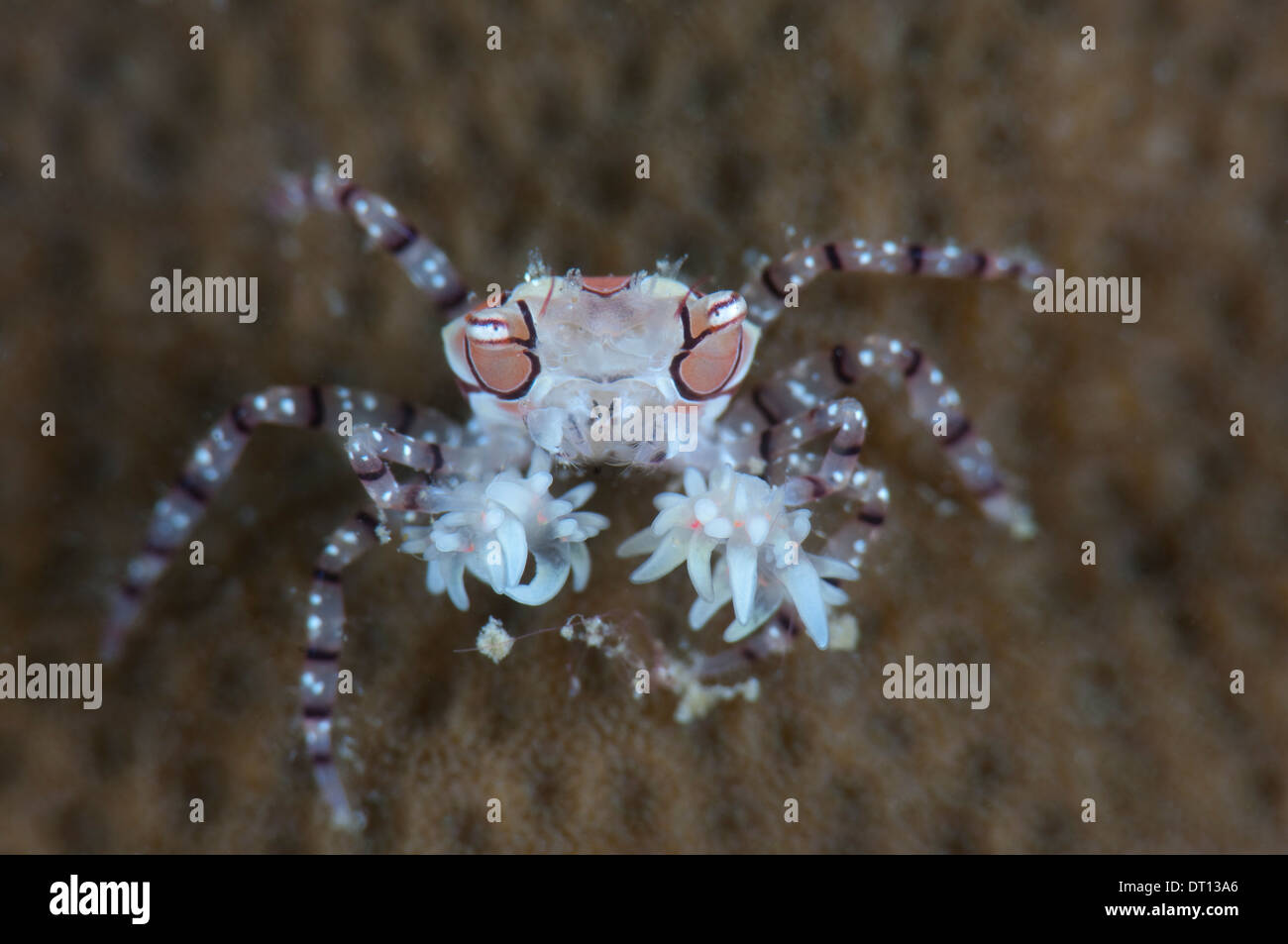Boxer Crab, Lybia tesselata, Close up portrait of individual, Depan Galala, Halmahera, Maluku Islands, Indonesia Stock Photo