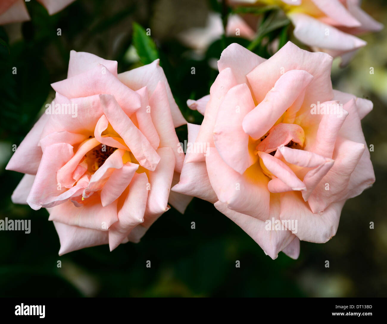 rosa lady macrobert coclent floribunda rose roses blush pink flower flowers bloom flowering blooming Stock Photo