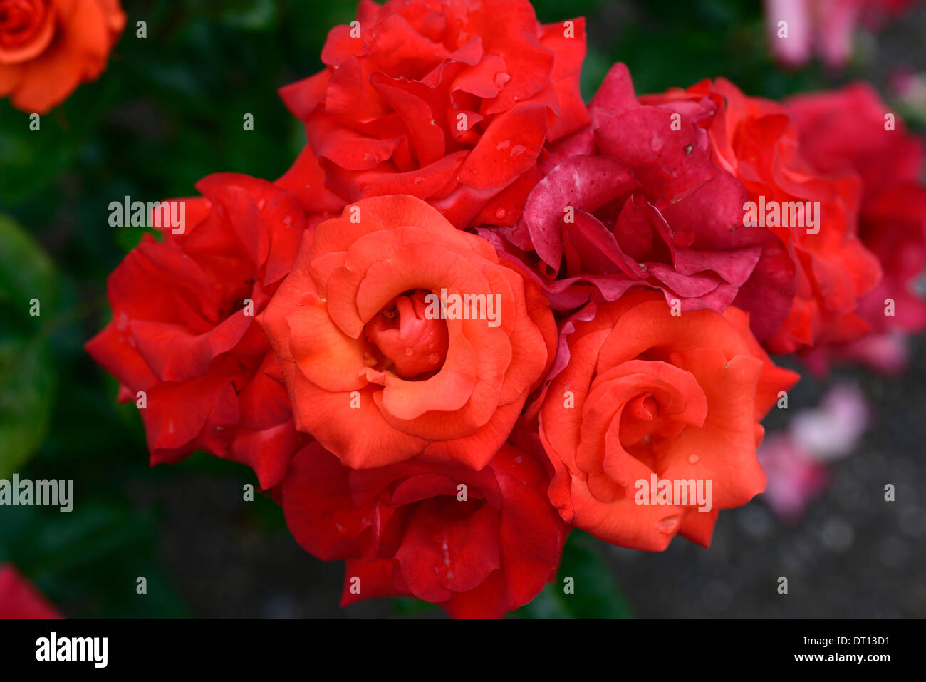 rosa my everything coccastle Hybrid Tea red rose roses flower flowers  flowering bloom blooms blooming salmon vermillion Stock Photo - Alamy